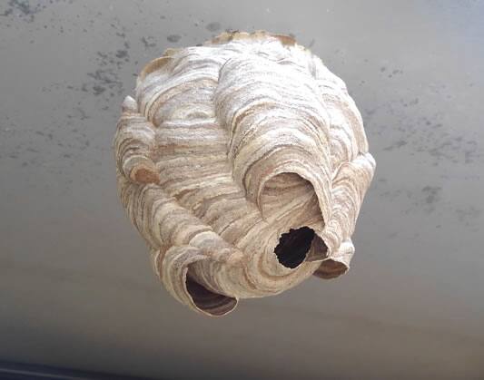 スズメバチの巣駆除雨避け屋根